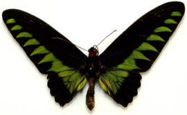 Ornithoptère de Brooke de Jules Passet - Agrandir l'image (fenêtre modale)
