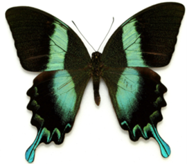 Papilio Blumei de Jules Passet - Agrandir l'image (fenêtre modale)