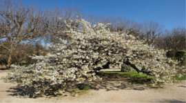 Cerisier du Japon - Agrandir l'image (fenêtre modale)
