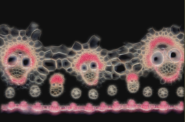 Comme des bulles de savons, Delphine Bonnart, Isabelle Bousquet.Photographie : David Maitland, dans le cadre du concours Nikon Small World/Création musicale : Anna Cordonnier, Universcince.