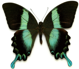 Papilio Blumei de Jules Passet - Agrandir l